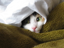 Кошка в одеялах