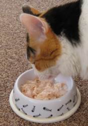 Кошка ест консерву Shiny Cat