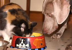 Кошка крадет еду у собаки