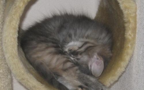 Серый котенок спит в когтеточке