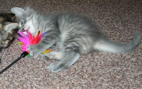 Серый котенок с игрушкой