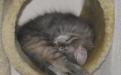 Серый котенок спит в когтеточке