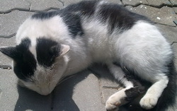 болезни кошек