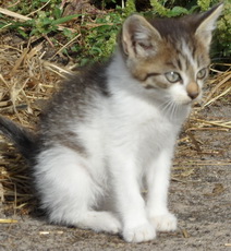 Котенок