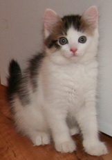 Котёнок