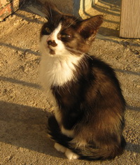 Котенок