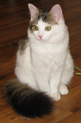 Кошка