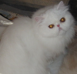 Персидская кошка