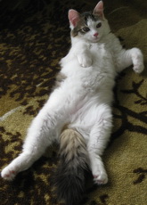 Котенок показывает пузо