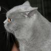 Британский короткошерстный кот