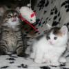Красивое фото: милые котята на пледе играют с мышкой