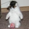 Фото: котенок играет с  мячиком 
