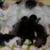 Котята кормятся