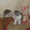 Серо-белый котенок