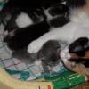 Фотография кошки с котятами
