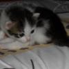 Фотография: милая маленькая кошечка