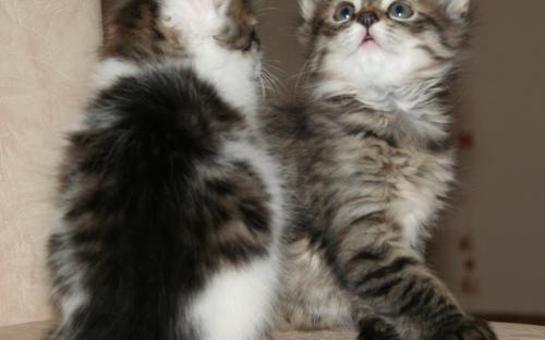 Фотография: красивые котята