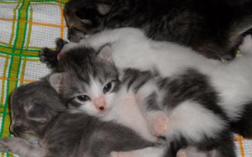 Фотография красивых котят