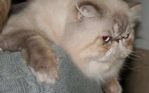 Персидский кот