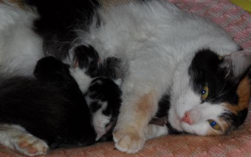 Фотоснимок: кошка с котятами отдыхает посде родов