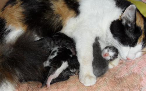 Кошка с котятами отдыхает посде родов