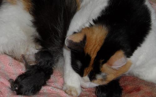 Кошка с котятками