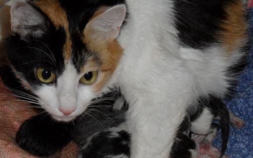 Фотография кошки и котят