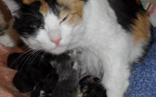 Кошка и котята