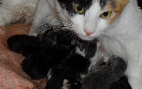 Кошка с котятами - фотоснимок