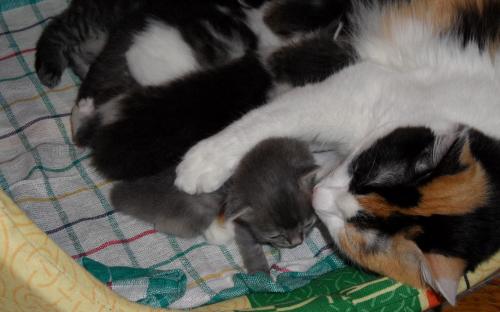 Фотография кошки с котятами