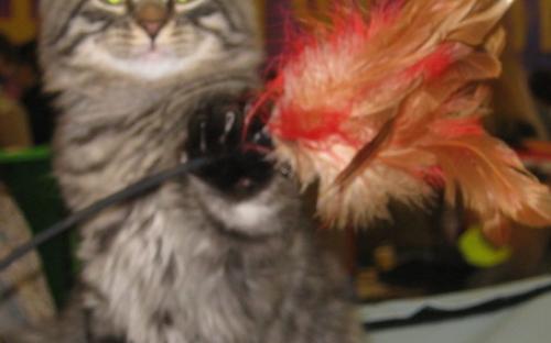 Котенок сибирской породы