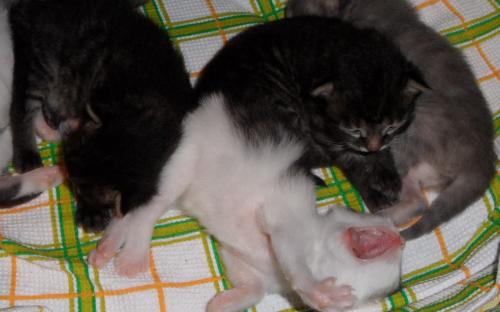 Котёнок зевает