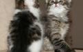 Фотография: красивые котята