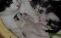 Котенок пузиком вверх