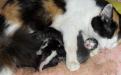 Кошка с котятами отдыхает посде родов