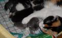Фотография кошки с котятами