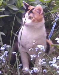 кошка